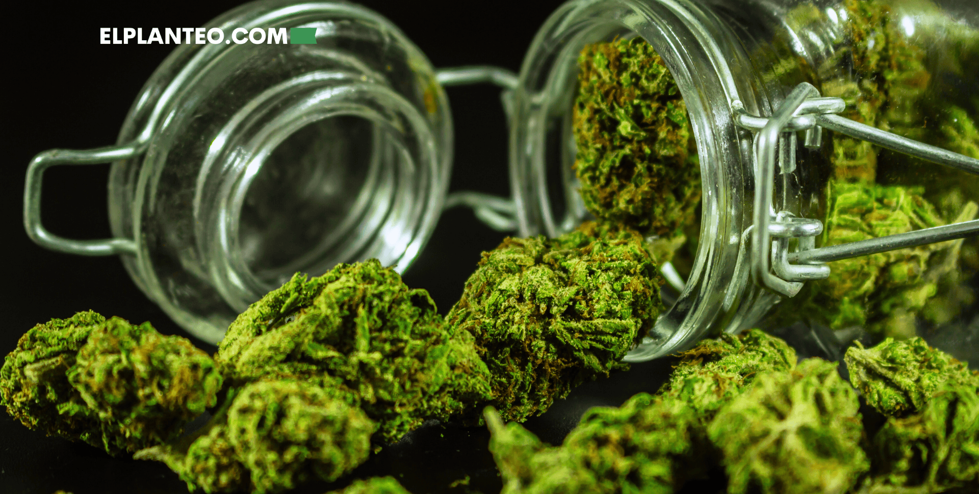 Cómo Guardar tu Cannabis: Tips Para Almacenar Marihuana Como un Profesional