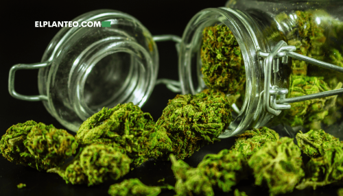 Cómo Guardar tu Cannabis: Tips Para Almacenar Marihuana Como un Profesional Cómo Guardar tu Cannabis: Tips Para Almacenar Marihuana Como un Profesional