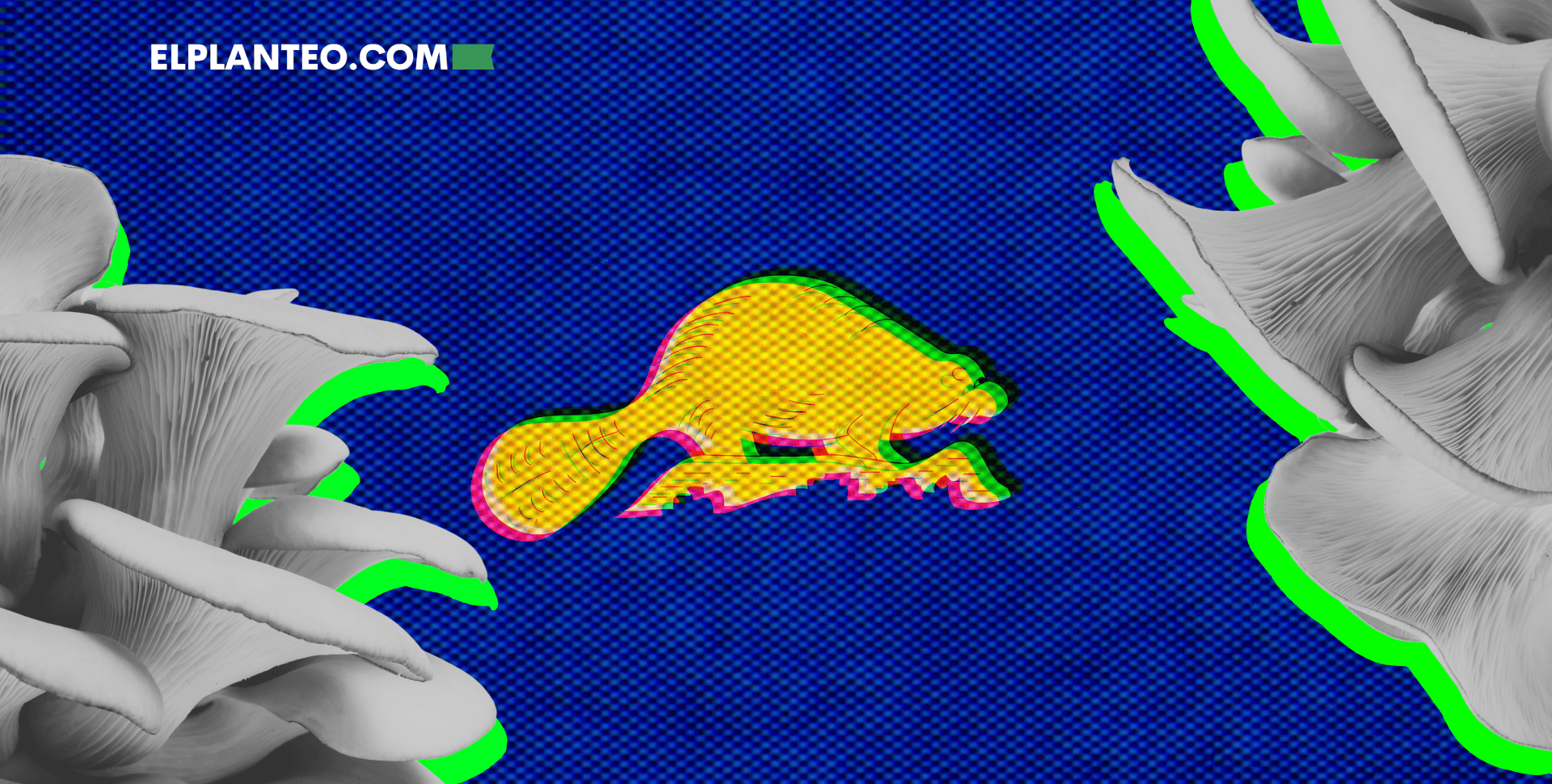 ¡Cuidado Oregon! Tiendas Venden Hongos ‘Mágicos’ Con de Todo… Menos Psilocibina ¡Cuidado Oregon! Tiendas Venden Hongos ‘Mágicos’ Con de Todo… Menos Psilocibina