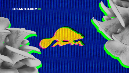 ¡Cuidado Oregon! Tiendas Venden Hongos ‘Mágicos’ Con de Todo… Menos Psilocibina ¡Cuidado Oregon! Tiendas Venden Hongos ‘Mágicos’ Con de Todo… Menos Psilocibina