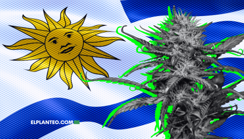 Uruguay, Pionero del Cannabis, Impulsa Mejoras en el Acceso Medicinal y de Uso Adulto