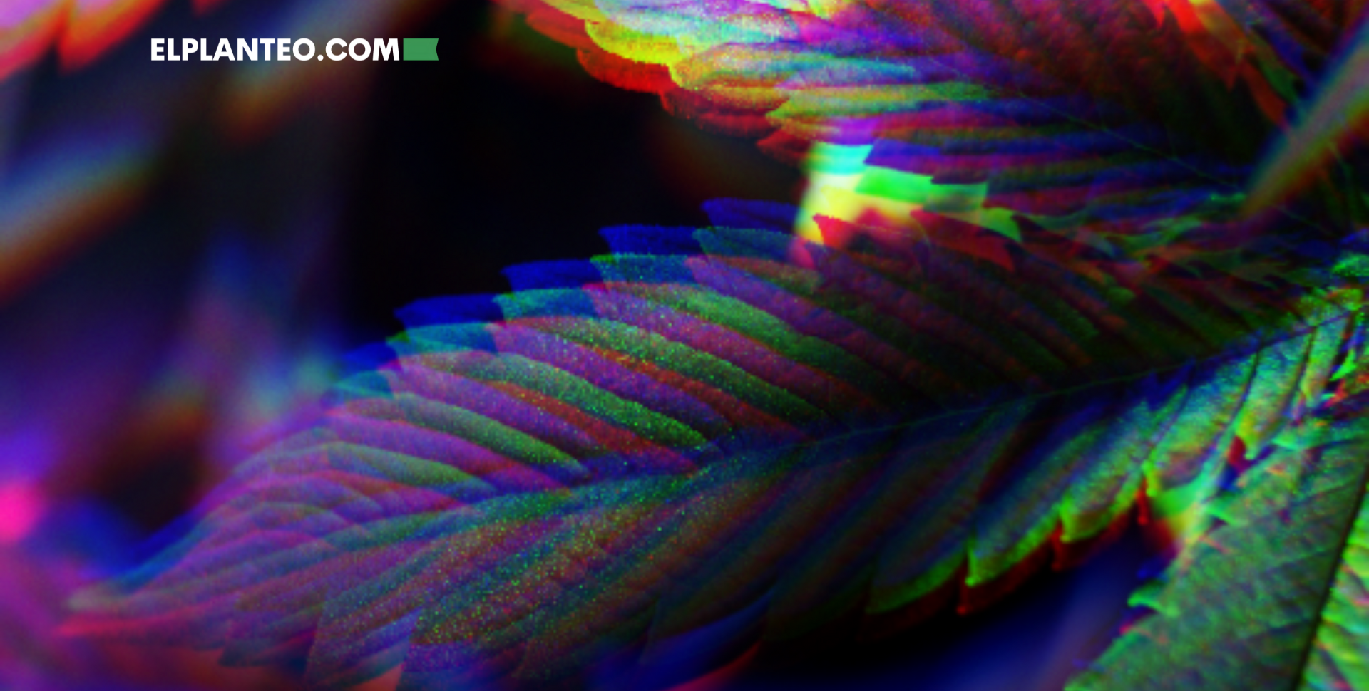 ¡Sorpresa! Descubren Compuestos Nuevos Escondidos en las Hojas de Cannabis ¡Sorpresa! Descubren Compuestos Nuevos Escondidos en las Hojas de Cannabis