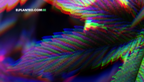 ¡Sorpresa! Descubren Compuestos Nuevos Escondidos en las Hojas de Cannabis ¡Sorpresa! Descubren Compuestos Nuevos Escondidos en las Hojas de Cannabis