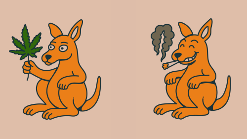 Cannabis, Cultura y Comunidad: Canguro Toma Punta del Este Este Fin de Semana