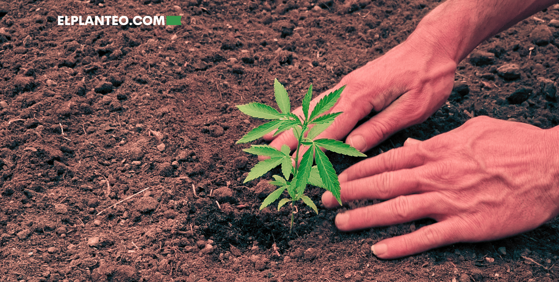 Suelo Vivo: Cultiva Mejor Cannabis con Microbios