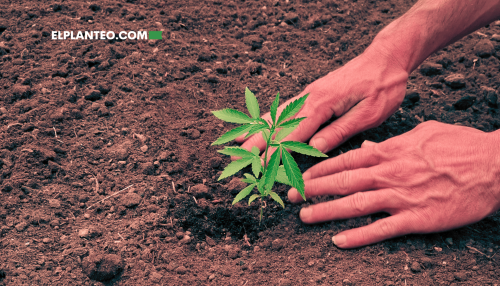 Suelo Vivo: Cultiva Mejor Cannabis con Microbios