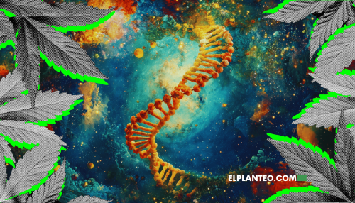 Estudio: ¿Hay un Vínculo Entre los Genes, el Uso de Cannabis y el Riesgo de Dependencia?