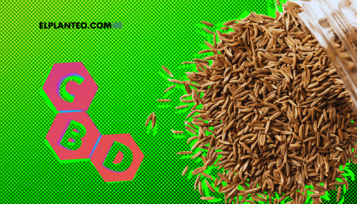 Avance Científico: Logran Replicar CBD a Partir de Semillas de Alcaravea, Sin Marihuana