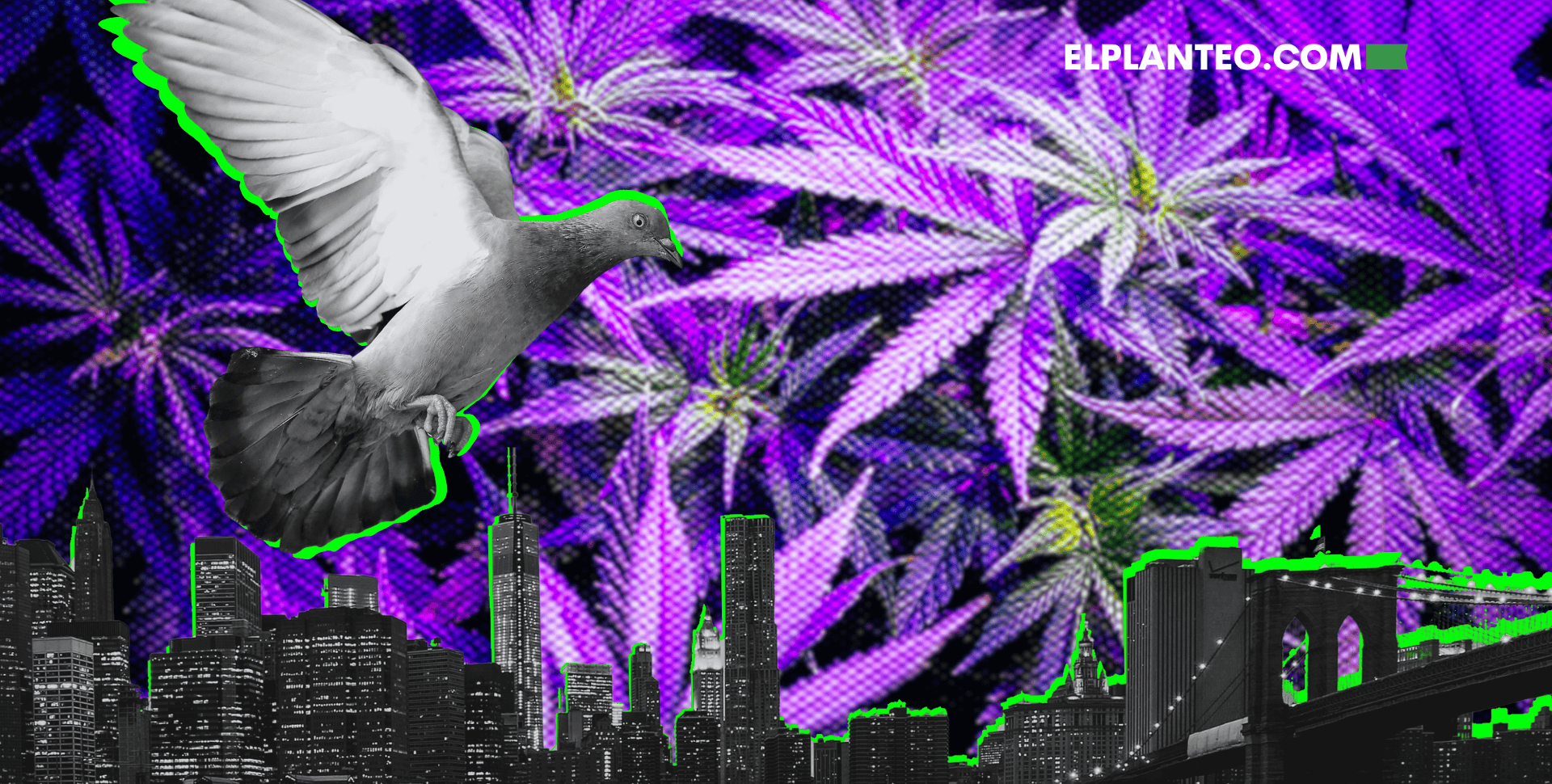 Palomas Mensajeras: El Insólito Delivery de Marihuana de Nueva York Palomas Mensajeras: El Insólito Delivery de Marihuana de Nueva York