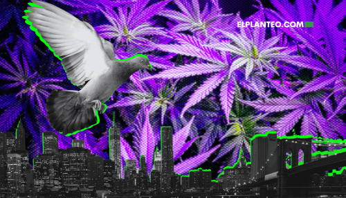 Palomas Mensajeras: El Insólito Delivery de Marihuana de Nueva York Palomas Mensajeras: El Insólito Delivery de Marihuana de Nueva York