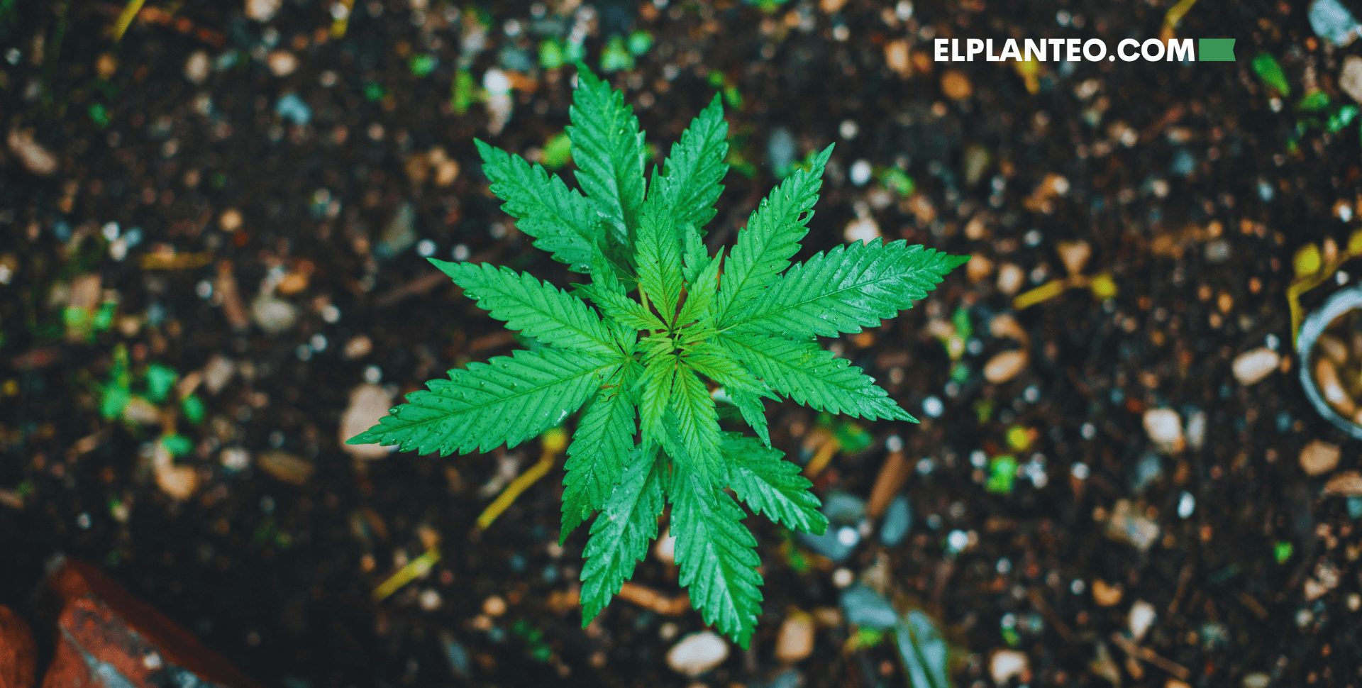 Estudio: Cómo la Calidad del Suelo Afecta el THC, el CBD y los Terpenos de la Marihuana