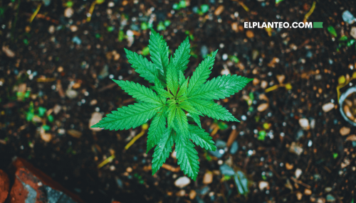 Estudio: Cómo la Calidad del Suelo Afecta el THC, el CBD y los Terpenos de la Marihuana