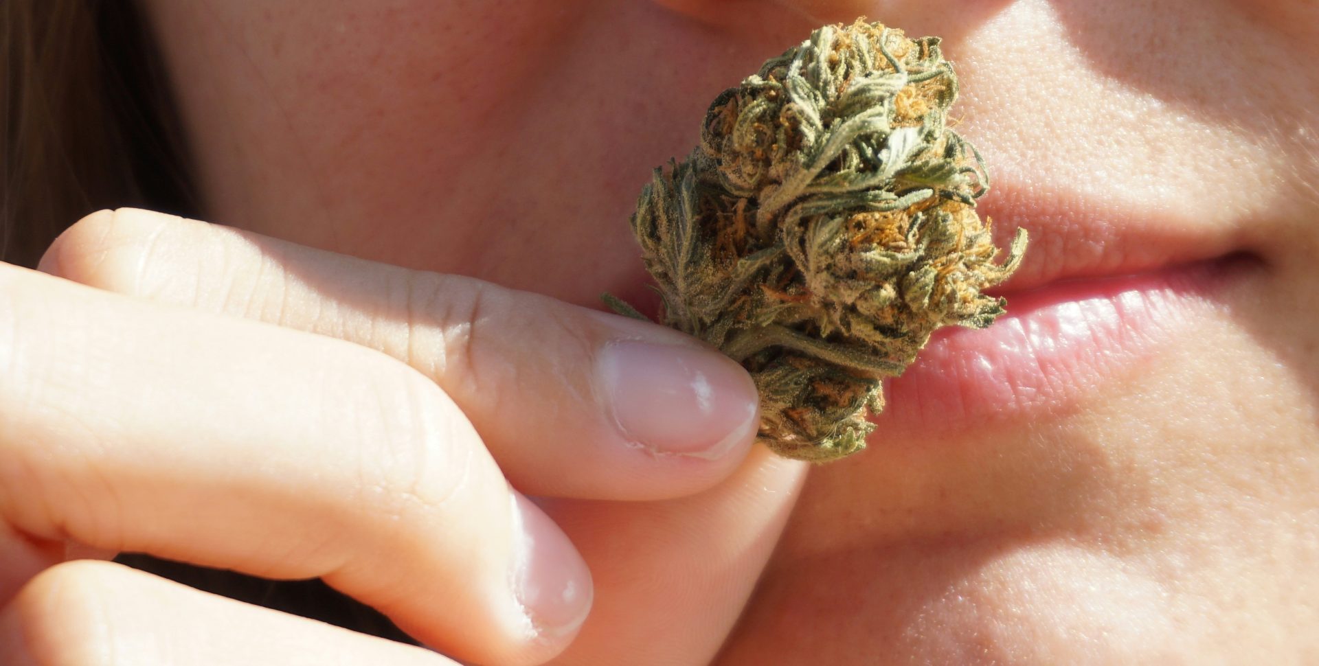 Según un Estudio, Existen 4 Aromas de Cannabis… y Uno Huele a Caca