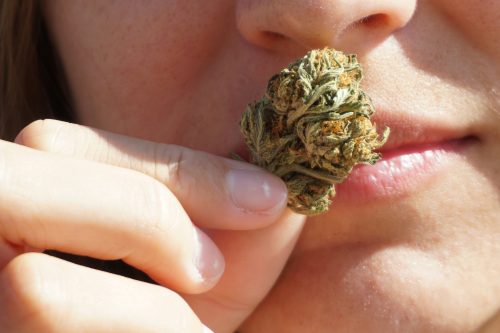 Según un Estudio, Existen 4 Aromas de Cannabis… y Uno Huele a Caca Según un Estudio, Existen 4 Aromas de Cannabis… y Uno Huele a Caca