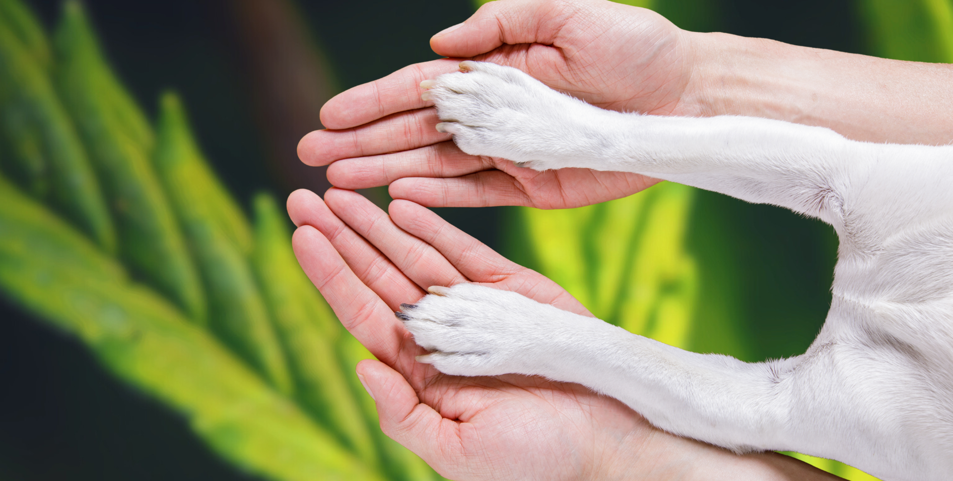 Nootrópicos Naturales: Cómo el Cannabis y los Hongos Ayudan a los Perros a Combatir la Demencia Nootrópicos Naturales: Cómo el Cannabis y los Hongos Ayudan a los Perros a Combatir la Demencia