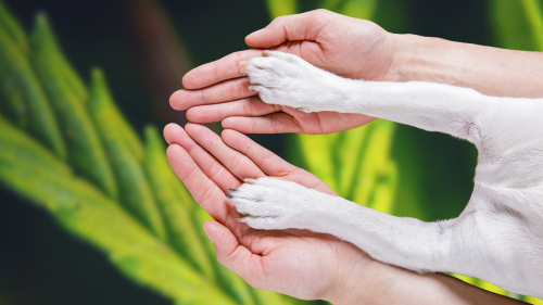 Nootrópicos Naturales: Cómo el Cannabis y los Hongos Ayudan a los Perros a Combatir la Demencia Nootrópicos Naturales: Cómo el Cannabis y los Hongos Ayudan a los Perros a Combatir la Demencia