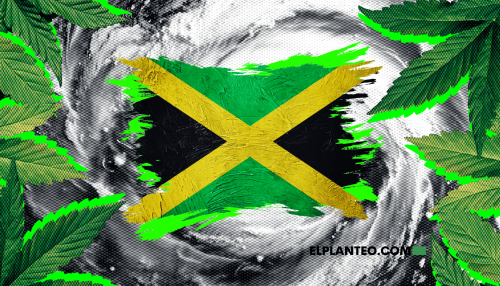 Jamaica: Sin Cannabis por Huracán, Comunidades Rastafari Piden Ayuda