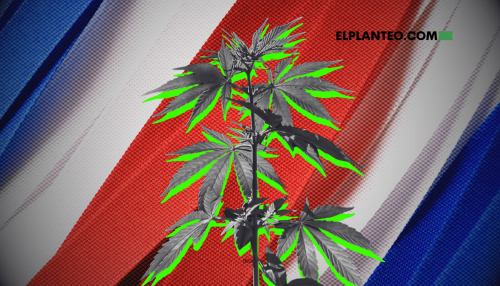 Tres Candidatos Quieren Cannabis de Uso Adulto Legal en Costa Rica: ¿Se Puede? Tres Candidatos Quieren Cannabis de Uso Adulto Legal en Costa Rica: ¿Se Puede?
