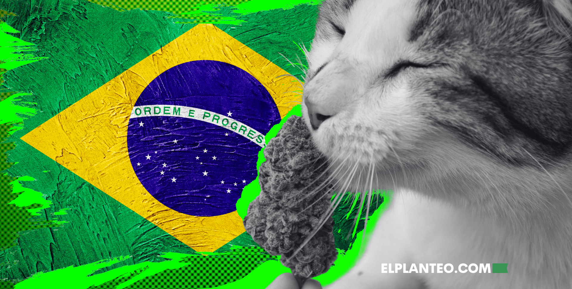 ¡Brasil Avanza! Anvisa Aprueba Cannabis para Animales y Prescripción Veterinaria