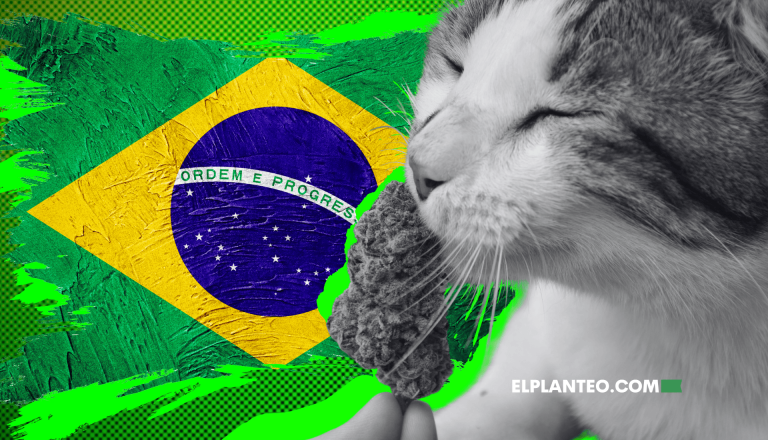 ¡Brasil Avanza! Anvisa Aprueba Cannabis para Animales y Prescripción Veterinaria