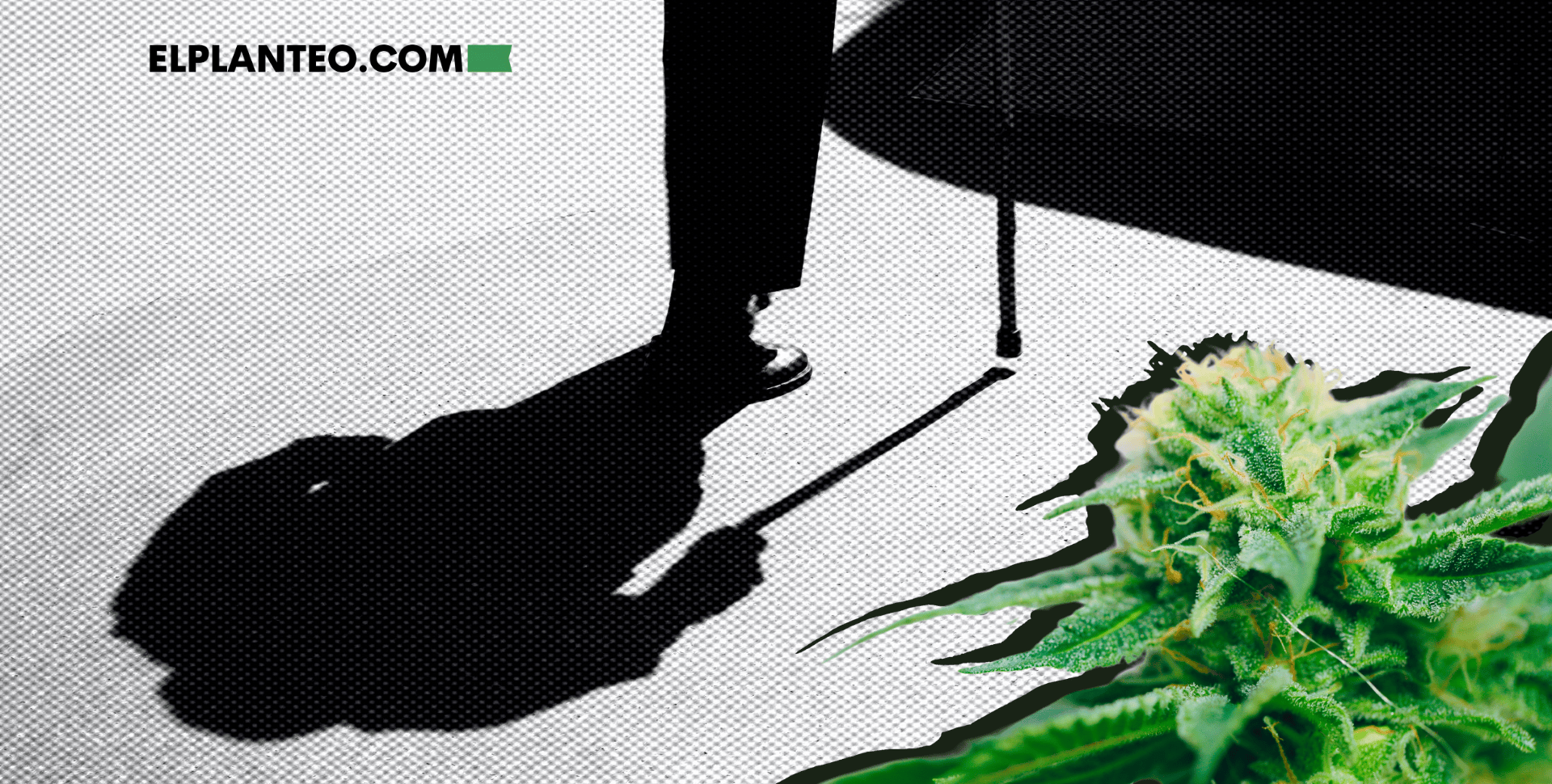 Suicidio en la Vejez: El Rol Inesperado del Cannabis de Uso Adulto