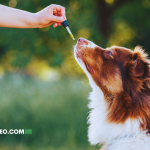 Peluditos Más Tranquilos: El CBD Podría Bajar la Agresividad en Perros, Según Estudio