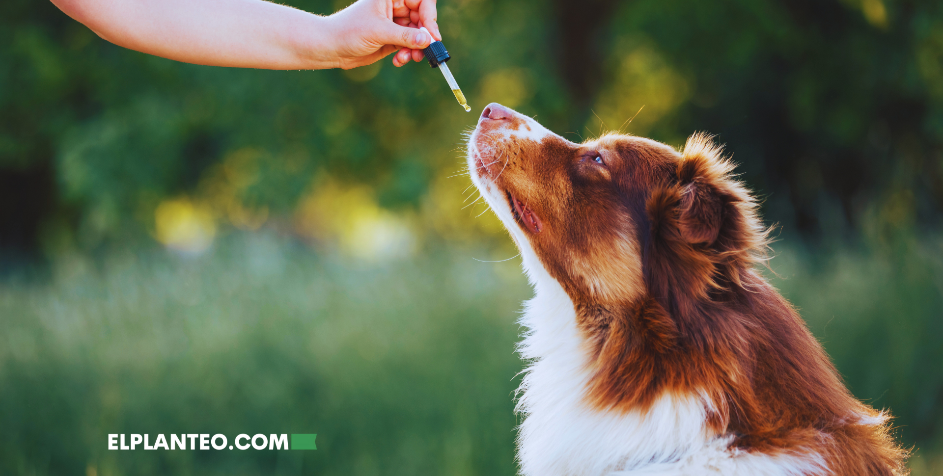 Peluditos Más Tranquilos: El CBD Podría Bajar la Agresividad en Perros, Según Estudio Peluditos Más Tranquilos: El CBD Podría Bajar la Agresividad en Perros, Según Estudio