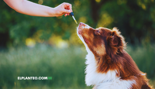 Peluditos Más Tranquilos: El CBD Podría Bajar la Agresividad en Perros, Según Estudio Peluditos Más Tranquilos: El CBD Podría Bajar la Agresividad en Perros, Según Estudio