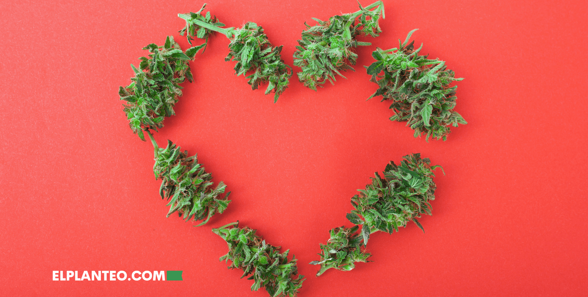 Zombies Emocionales: Cómo el Cannabis Nos Enseña a Sentir (Otra Vez) Zombies Emocionales: Cómo el Cannabis Nos Enseña a Sentir (Otra Vez)