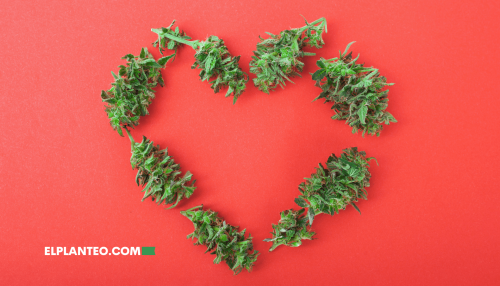 Zombies Emocionales: Cómo el Cannabis Nos Enseña a Sentir (Otra Vez)