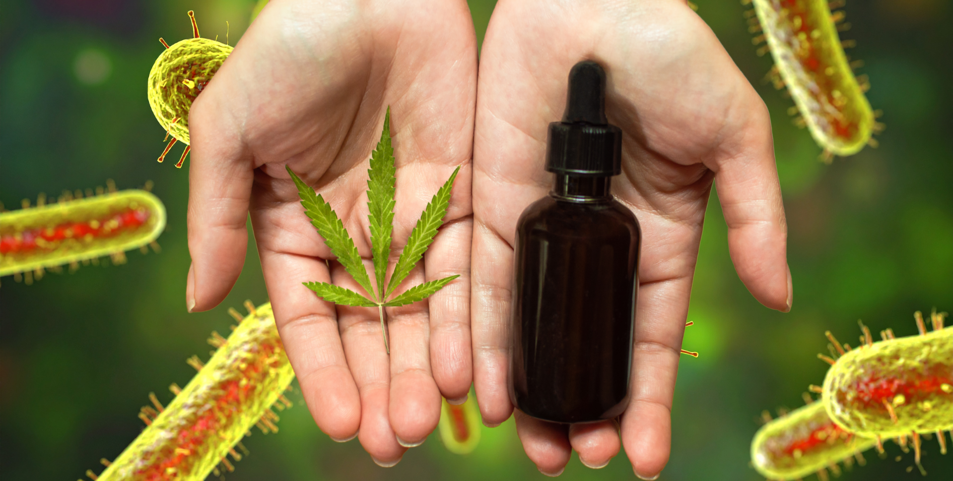 ¿Cannabis + Antibióticos para Combatir Bacterias Mortales? El CONICET lo Hizo De Nuevo 