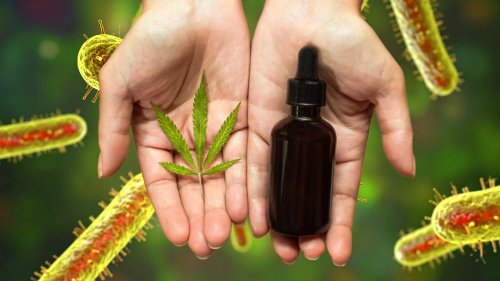 ¿Cannabis + Antibióticos para Combatir Bacterias Mortales? El CONICET lo Hizo De Nuevo 