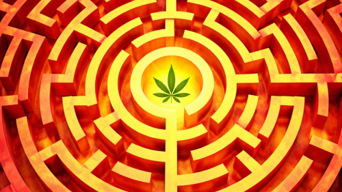 El Laberinto del Cannabis en España: Una Regulación ‘Tímida’ para Un Dolor que No Espera