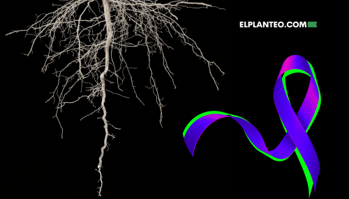 Hallan Compuestos con Potencial de Combatir el Cáncer en Raíces del Cáñamo