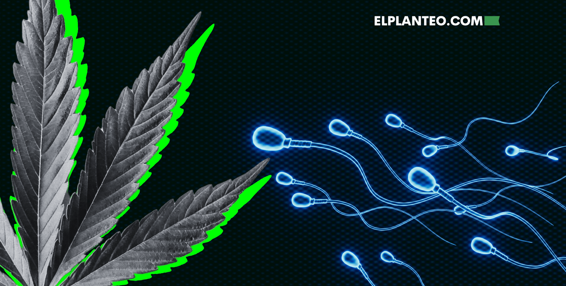 ¿Tu Esperma Está en Forma? Cannabis, Ciencia y Fertilidad Masculina: Mitos y Verdades ¿Tu Esperma Está en Forma? Cannabis, Ciencia y Fertilidad Masculina: Mitos y Verdades