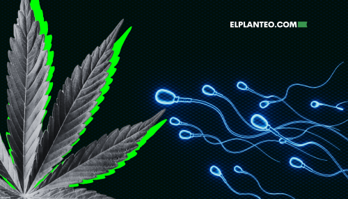 ¿Tus Esperma Está en Forma? Cannabis, Ciencia y Fertilidad Masculina: Mitos y Verdades ¿Tus Esperma Está en Forma? Cannabis, Ciencia y Fertilidad Masculina: Mitos y Verdades