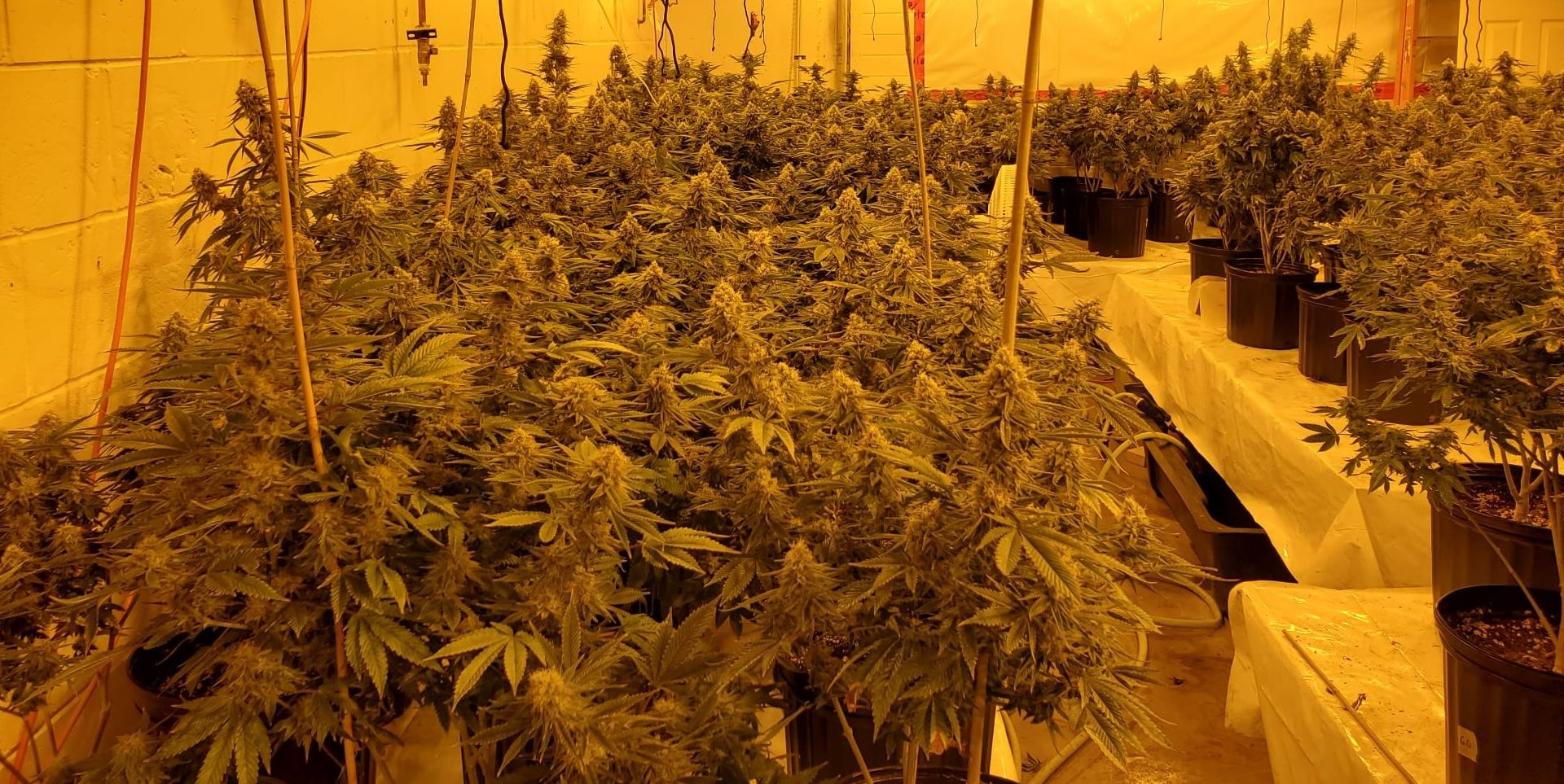 No Pierdas Tiempo Entrenando tus Plantas de Marihuana: Esto Es lo que Verdaderamente Funciona