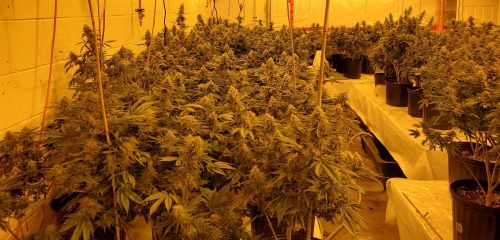 No Pierdas Tiempo Entrenando tus Plantas de Marihuana: Esto Es lo que Verdaderamente Funciona