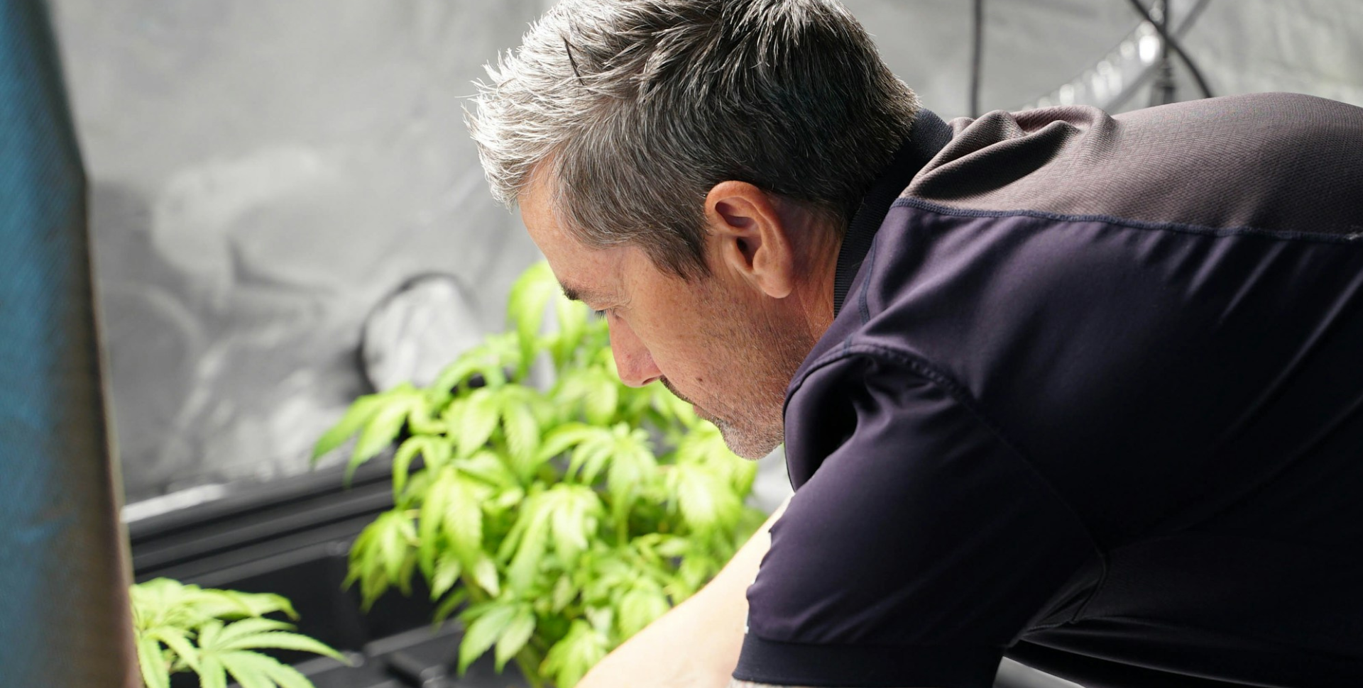 El Cannabis Fue Creado por los Criadores: El Mercado Legal lo Tiene que Reconocer