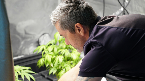 El Cannabis Fue Creado por los Criadores: El Mercado Legal lo Tiene que Reconocer