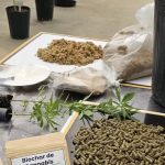 Brasil a la Cabeza: La Tecnología Cannábica Promete Revolucionar la Industria Mundial del Papel con Cáñamo