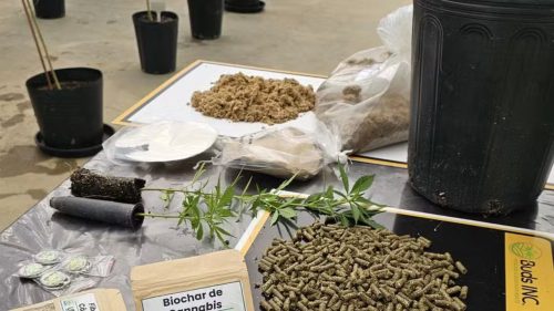 Brasil a la Cabeza: La Tecnología Cannábica Promete Revolucionar la Industria Mundial del Papel con Cáñamo