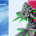 Francia Anuncia Cronograma para el Cannabis Medicinal