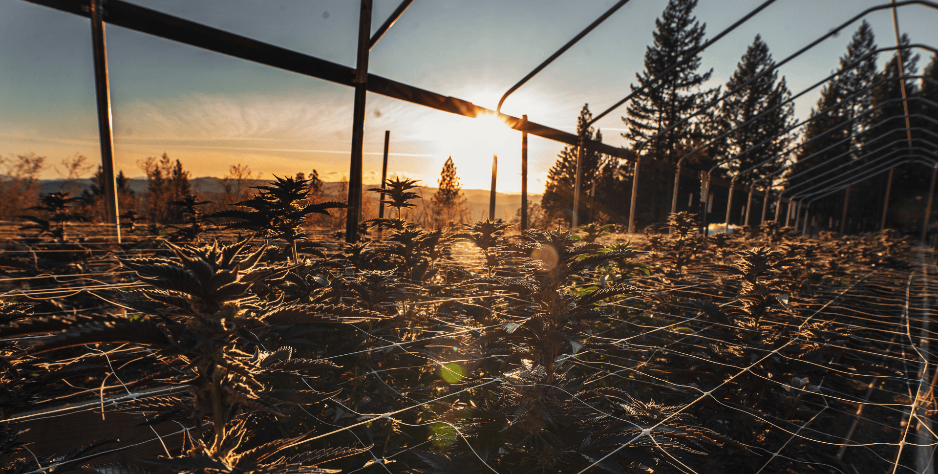 La Demonización del THC: Un Debate que Ignora el Cultivo