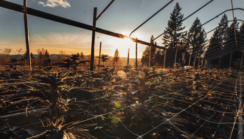 La Demonización del THC: Un Debate que Ignora el Cultivo