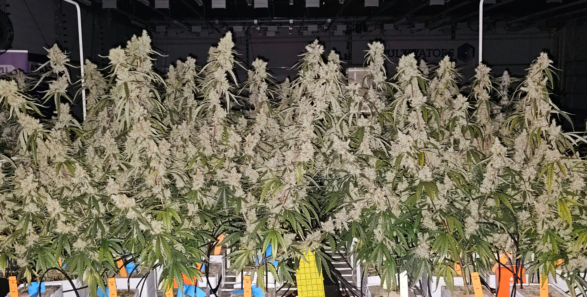 ¿Cannabis Sin Fase Vegetativa? Conoce la Nueva Revolución en Cultivo Indoor