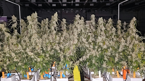 ¿Cannabis Sin Fase Vegetativa? Conoce la Nueva Revolución en Cultivo Indoor