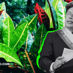 ‘El Cannabis Era Usado para Protestar, la Cocaína Es la Droga del Capital’: Gustavo Petro en la ONU