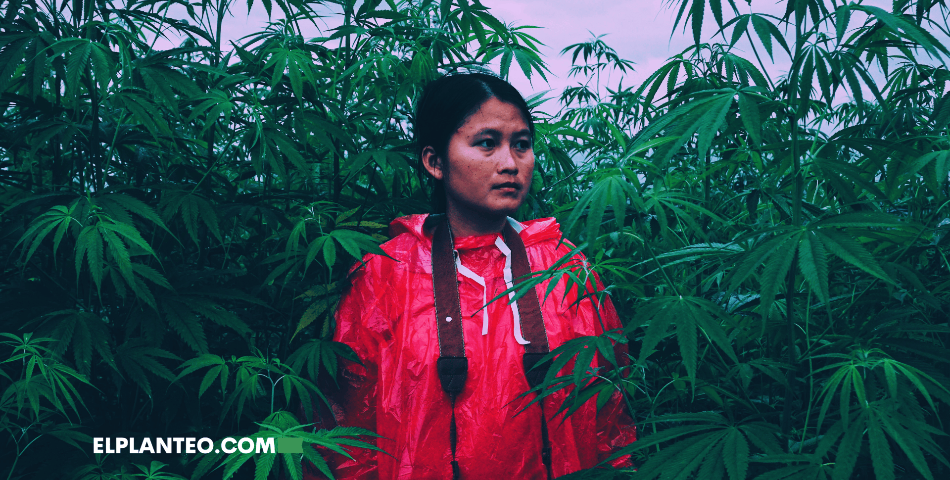 Colombia: Avanza Regulación del Cannabis para Comunidades Campesinas e Indígenas