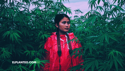 Colombia: Avanza Regulación del Cannabis para Comunidades Campesinas e Indígenas